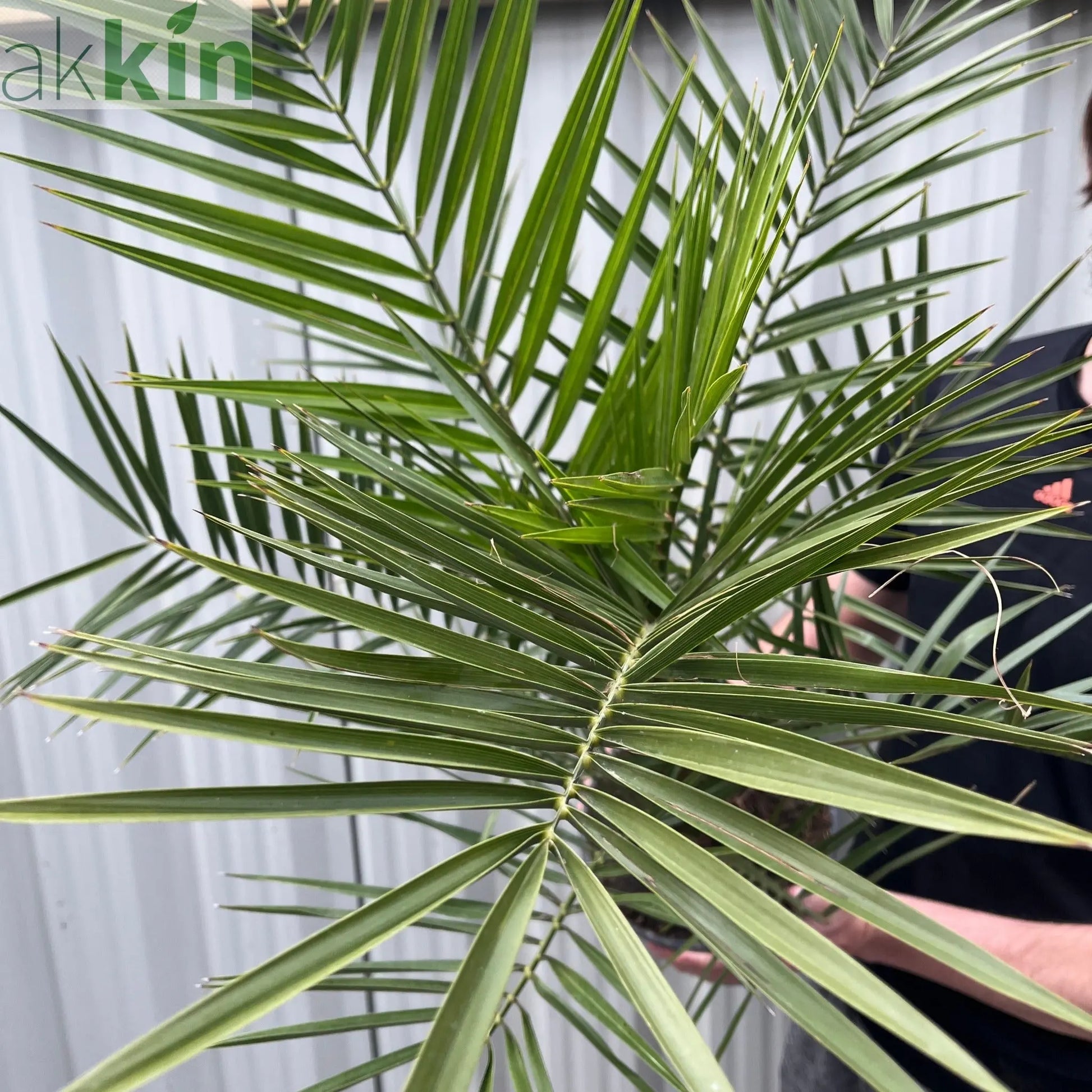 Phoenix Palm | Phoenix canariensis 'Canary Island Date Palm' 60-70cm / 70-80cm One Click Plants