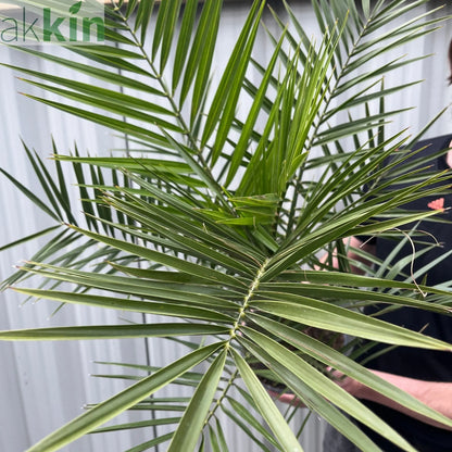 Phoenix Palm | Phoenix canariensis 'Canary Island Date Palm' 60-70cm / 70-80cm One Click Plants