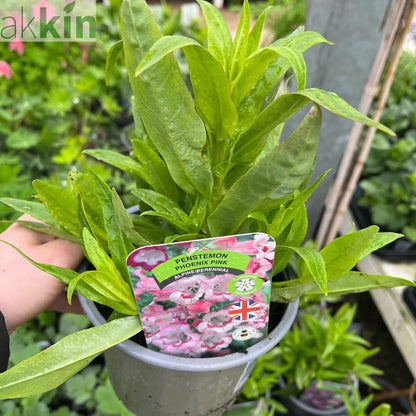 Penstemon 'Hewells Pink' 9cm/1.5L One Click Plants