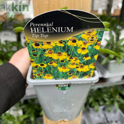 Helenium - Tip Top 1L One Click Plants