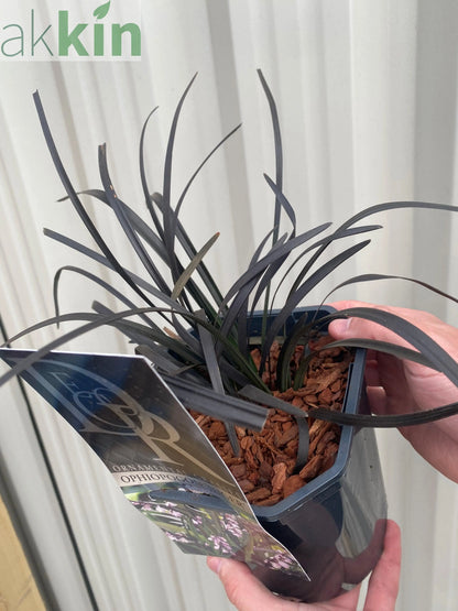 Ophiopogon planiscapus Nigrenscens 'Black Mondo Grass' 2L One Click Plants