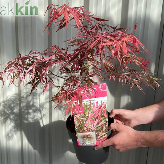 Acer palmatum 'Extravaganza' 3L One Click Plants