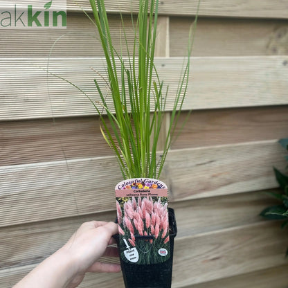 Cortaderia selloana Pink Pampas Grass 9cm/1L/2L/4L One Click Plants