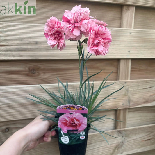 Dianthus 'Doris' 9cm One Click Plants