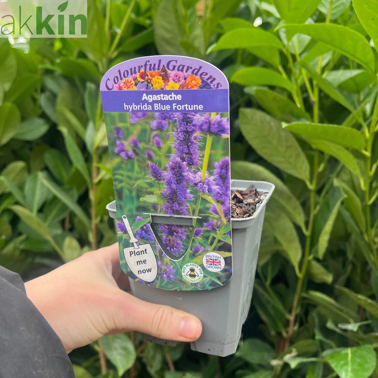 AGASTACHE 'Blue Fortune' 9cm One Click Plants