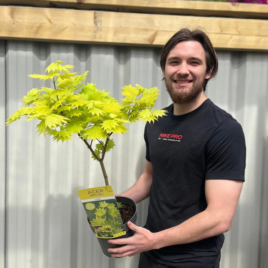 Acer shirasawanum 'Jordan'  3L (60cm) One Click Plants
