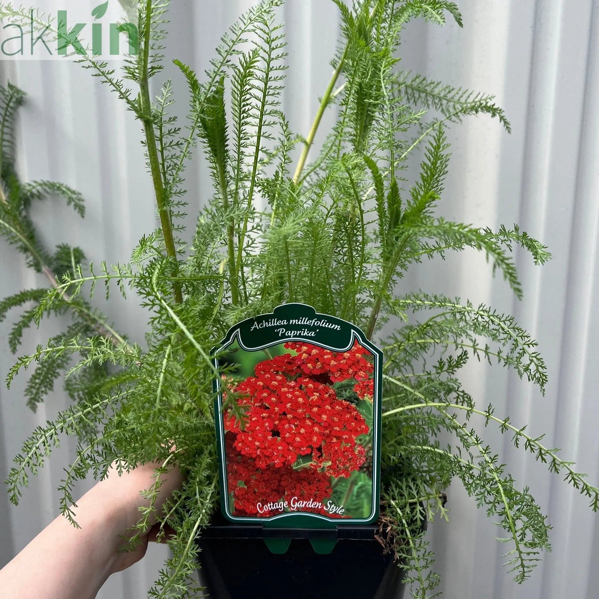 Achllea millefolium 'Paprika' 2L One Click Plants