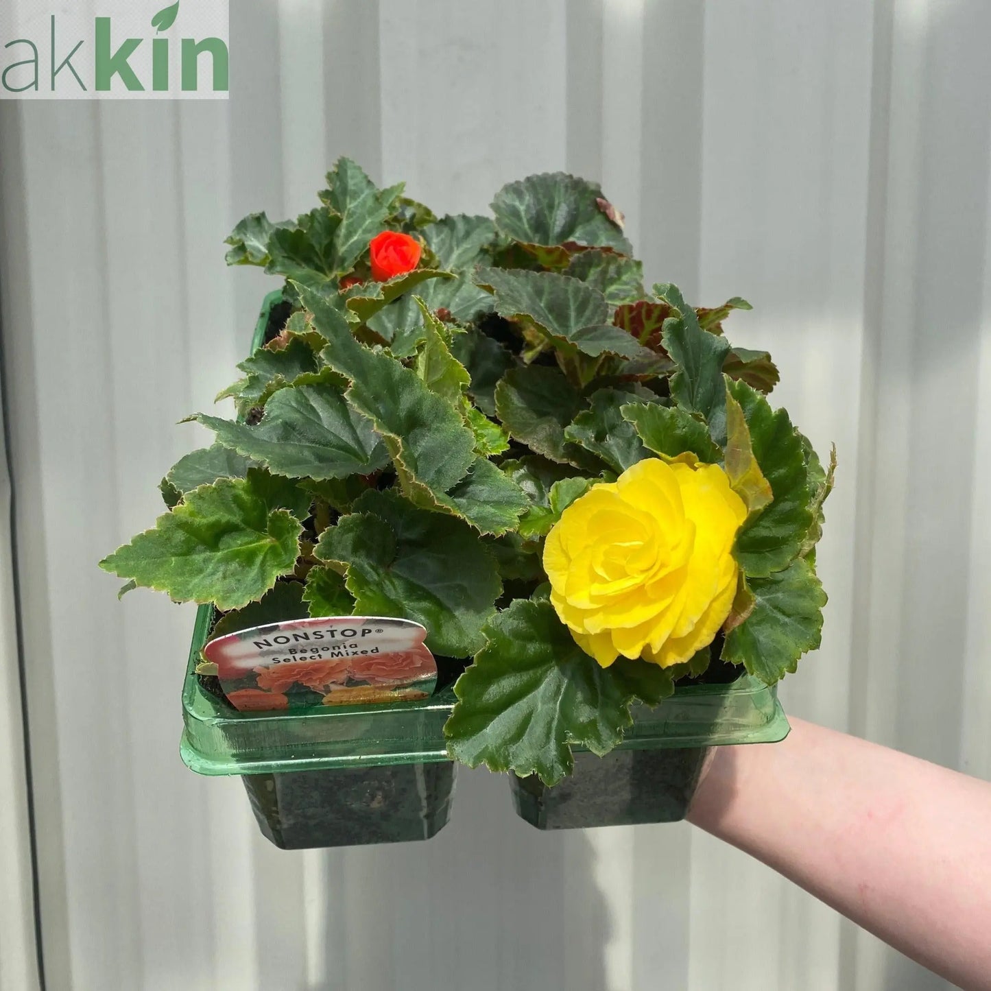 Begonia 'Non-Stop' | Tray of 6 Mixed Plants One Click Plants