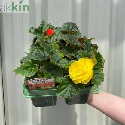 Begonia 'Non-Stop' | Tray of 6 Mixed Plants One Click Plants