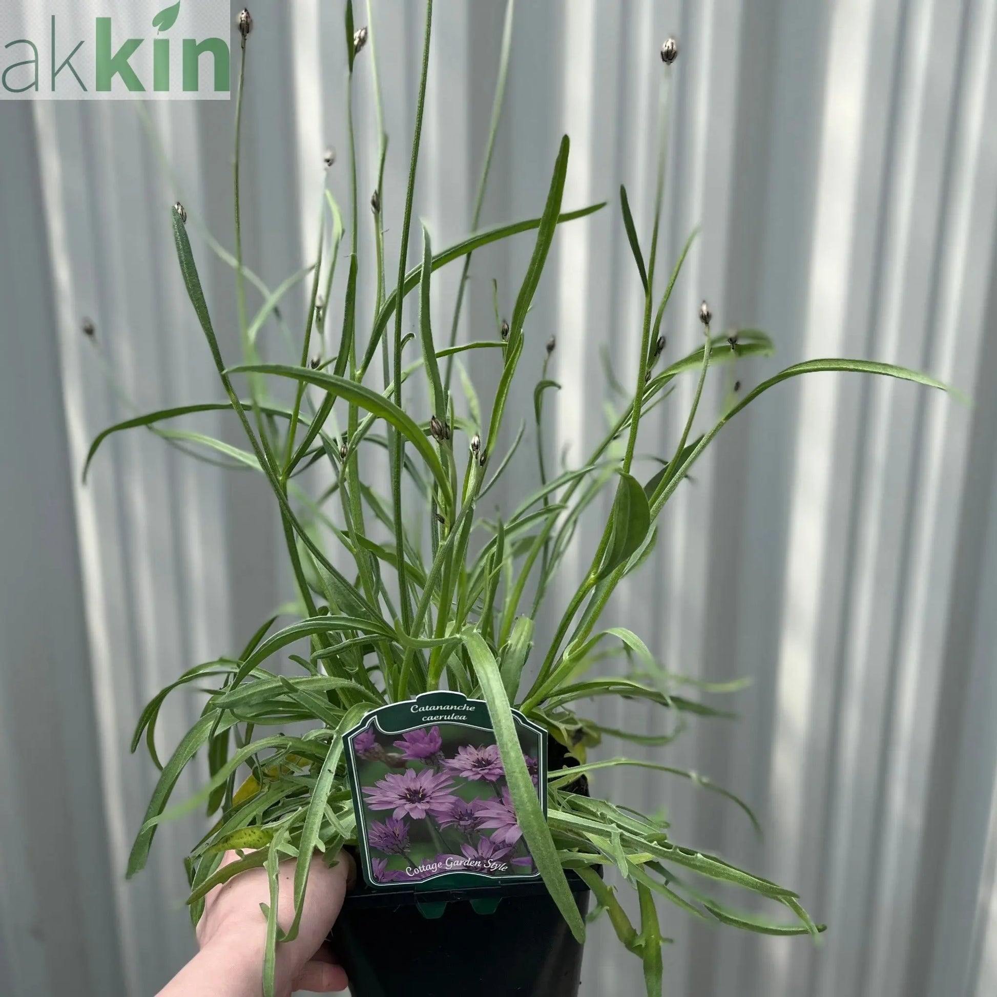 Catananche caerulea 9cm/2L One Click Plants