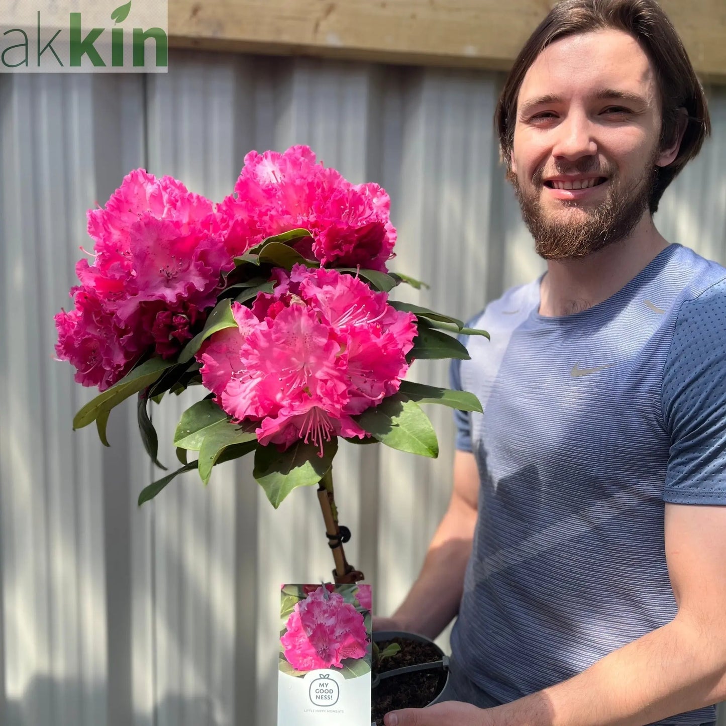 Standard Rhododendron 'Germania' (Pink) 80cm One Click Plants