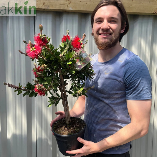 Standard Callistemon - Bottle Brush (70-80cm) One Click Plants
