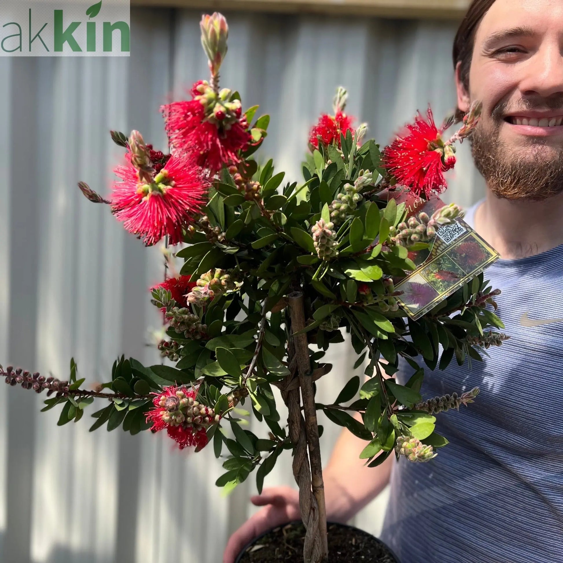 Standard Callistemon - Bottle Brush (70-80cm) One Click Plants