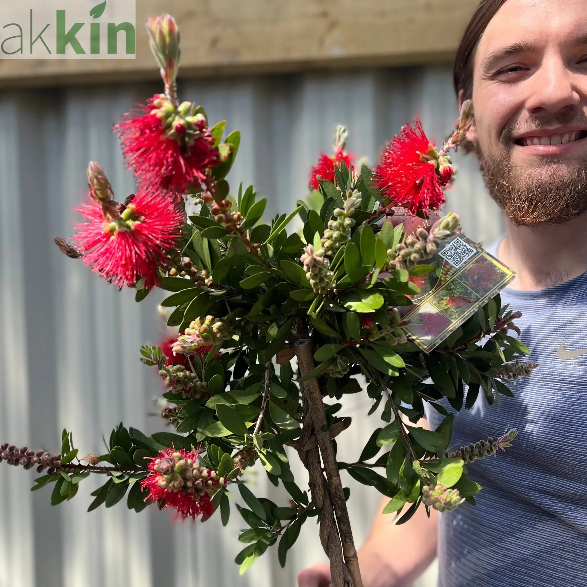 Standard Callistemon - Bottle Brush (70-80cm) One Click Plants