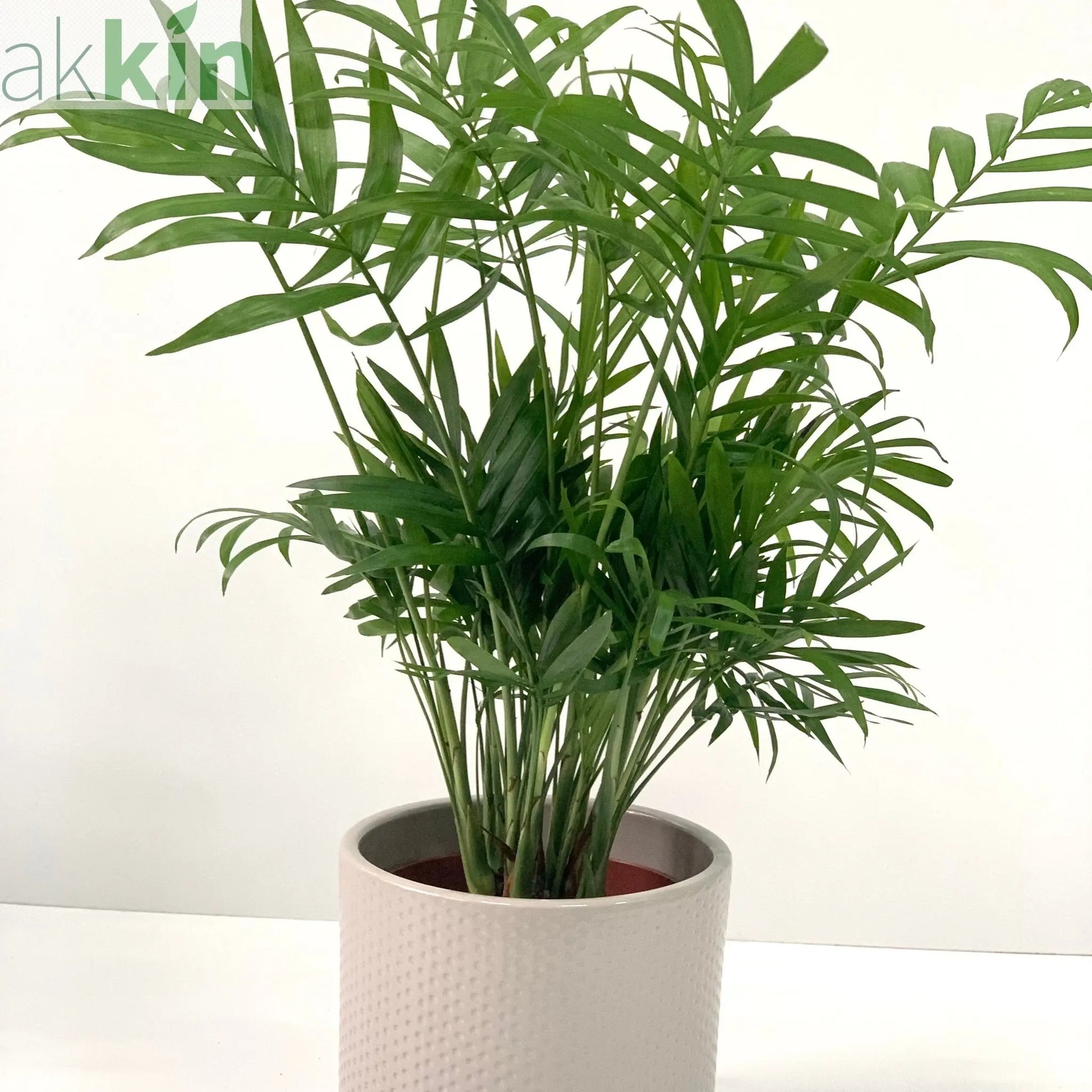 Parlour Palm 40-50cm One Click Plants