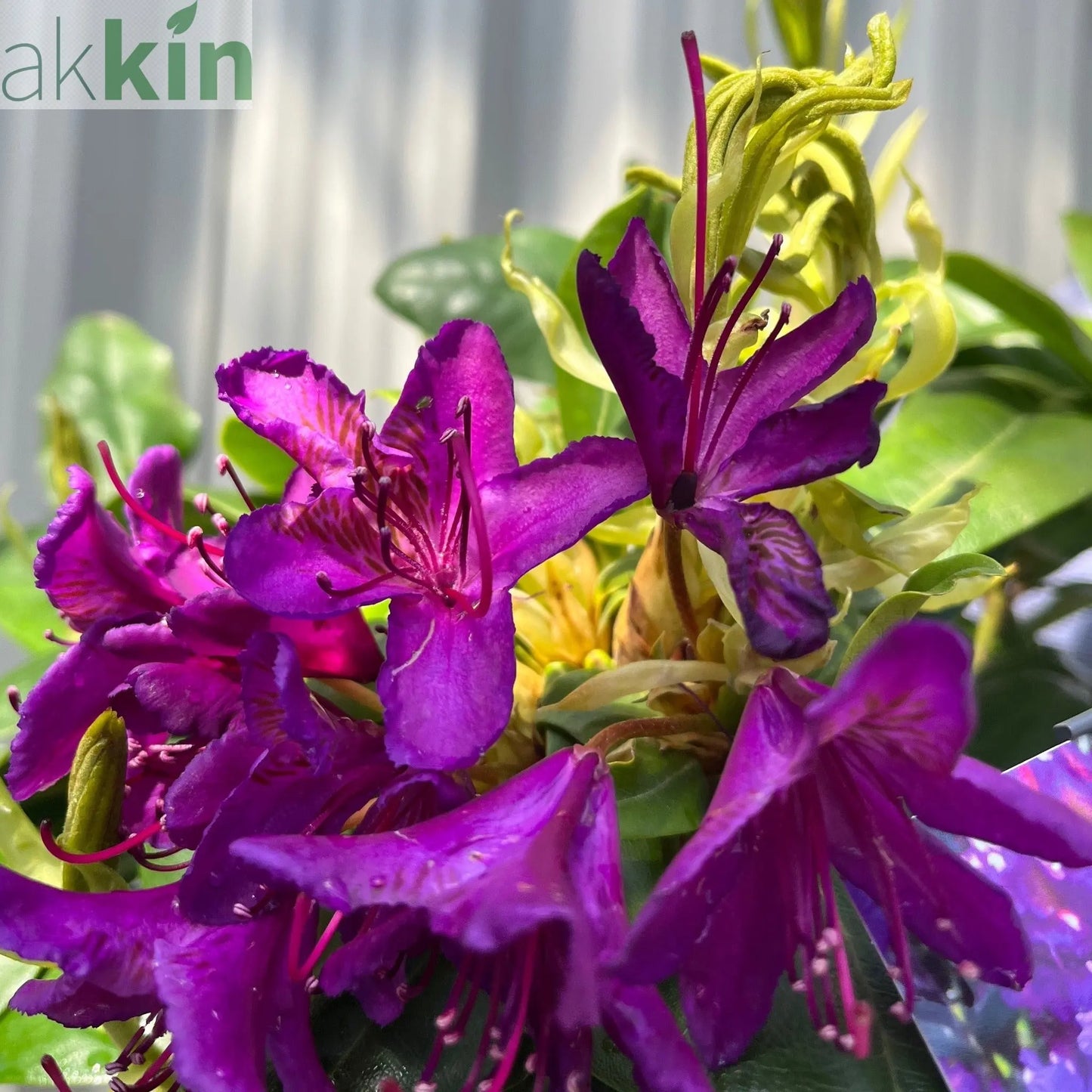 Rhododendron 'Marcel Menard' 2L / 5L One Click Plants