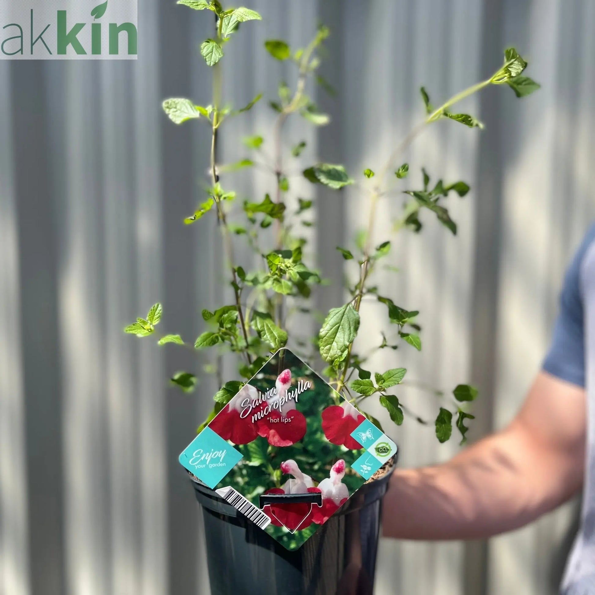 Salvia 'Hot Lips' 9cm/2L One Click Plants