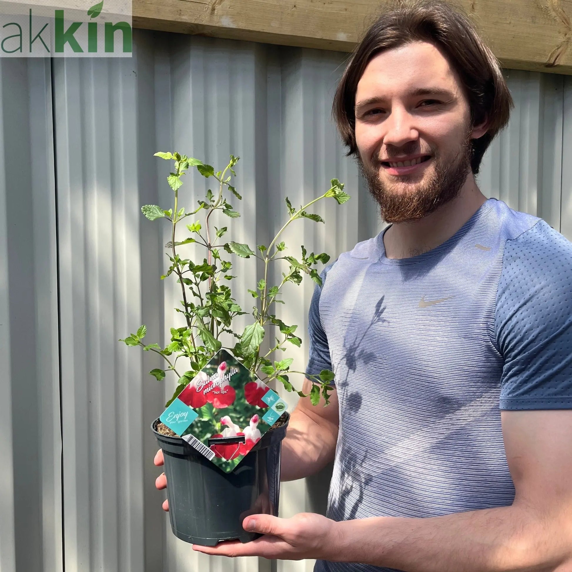 Salvia 'Hot Lips' 9cm/2L One Click Plants