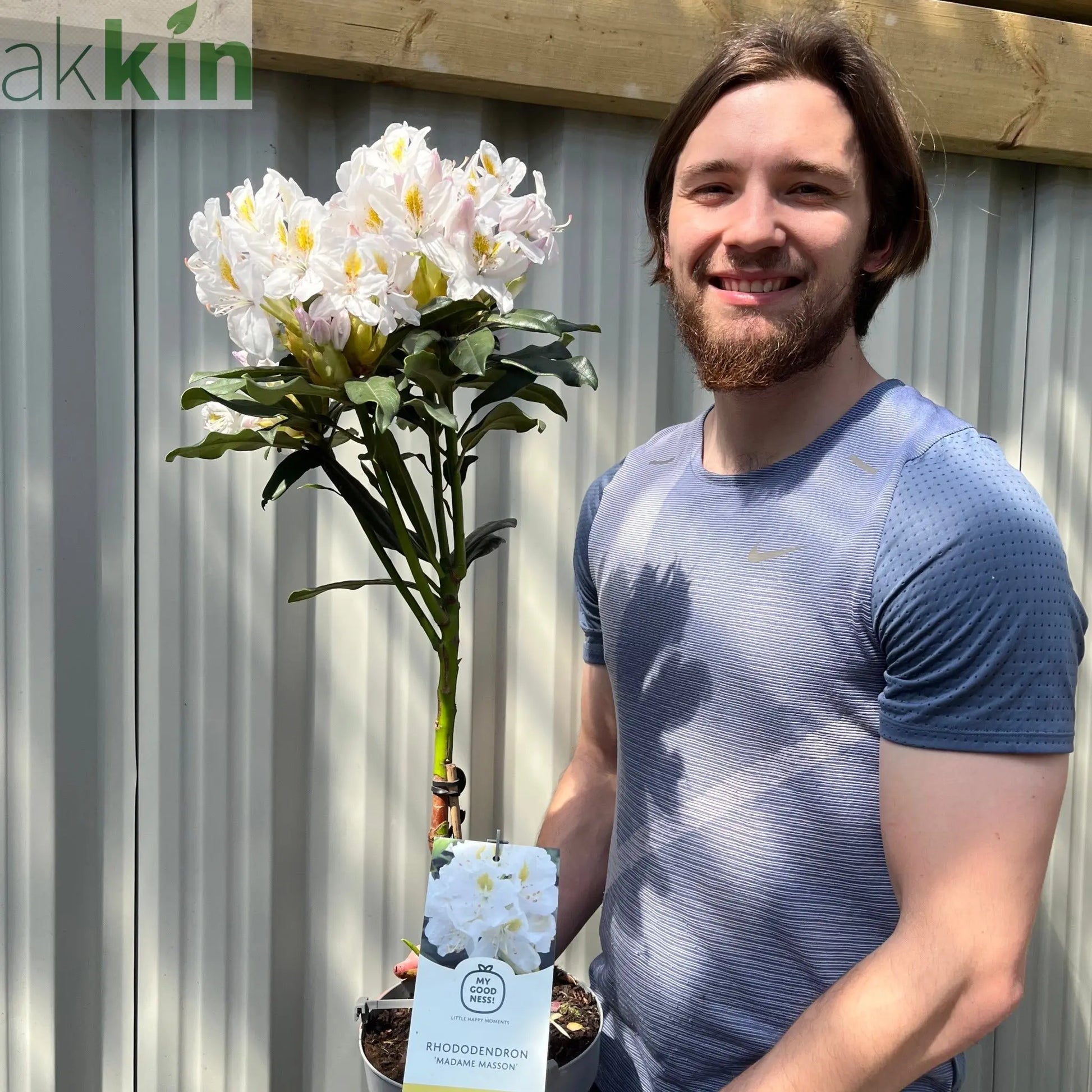 Standard Rhododendron 'Madame Masson' (White) 80cm One Click Plants