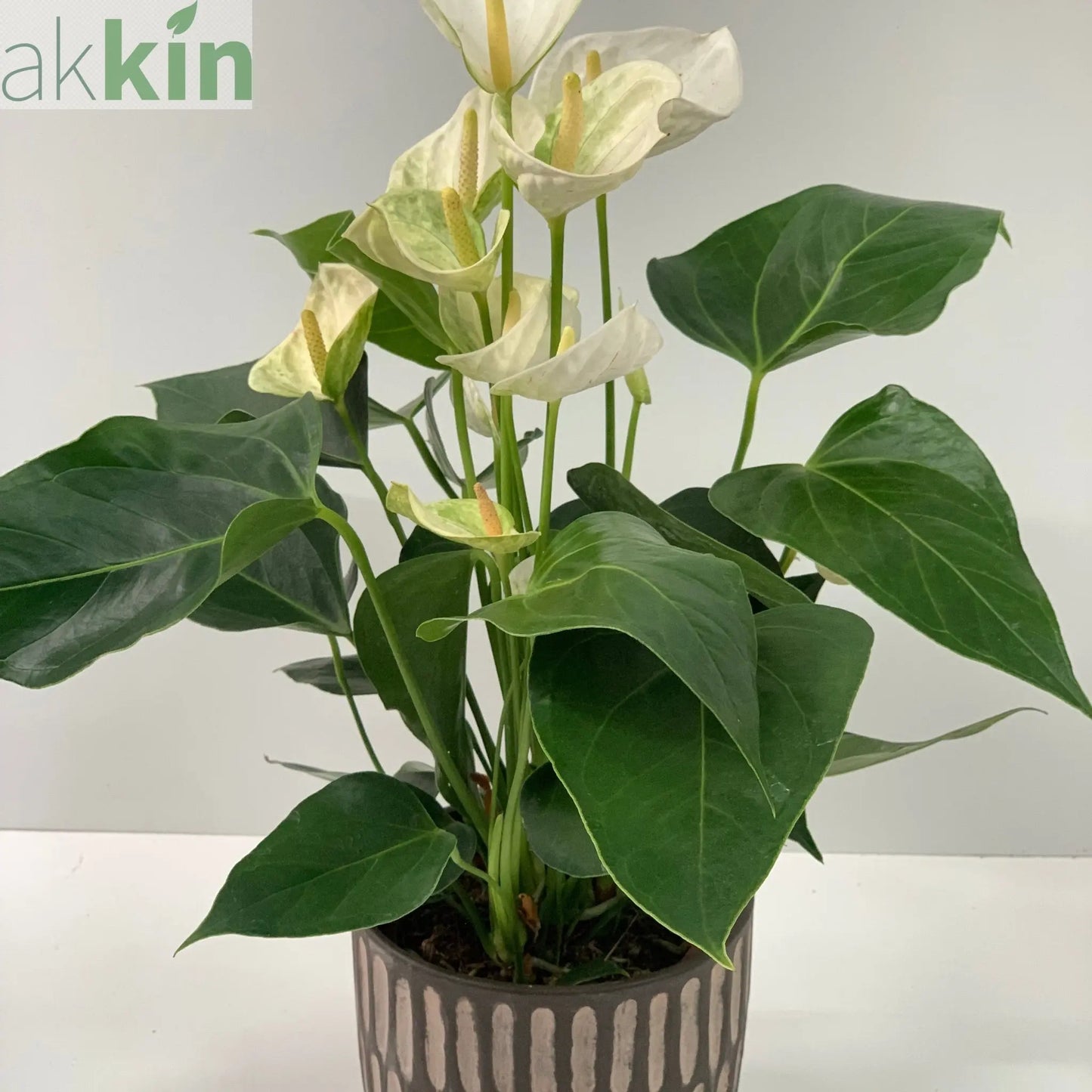 Anthurium - White 40-50cm One Click Plants