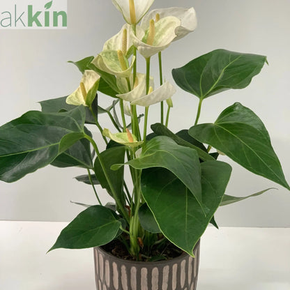 Anthurium - White 40-50cm One Click Plants