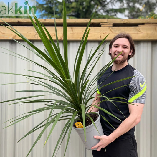 Cordyline australis Green | 1m-1.2m One Click Plants