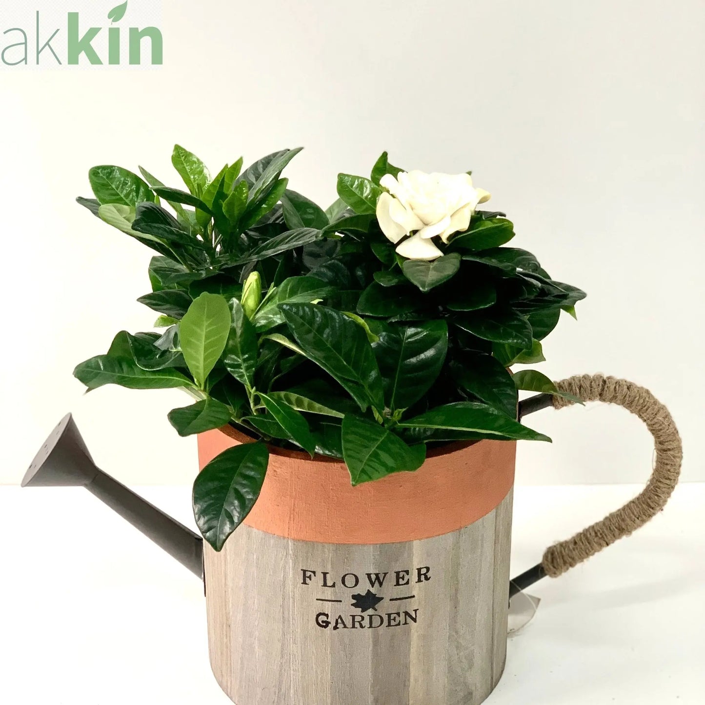 Gardenia Jasminoides | 1.5L Growers Pot One Click Plants