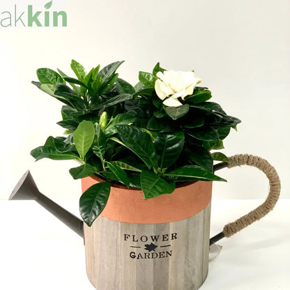 Gardenia Jasminoides | 1.5L Growers Pot One Click Plants