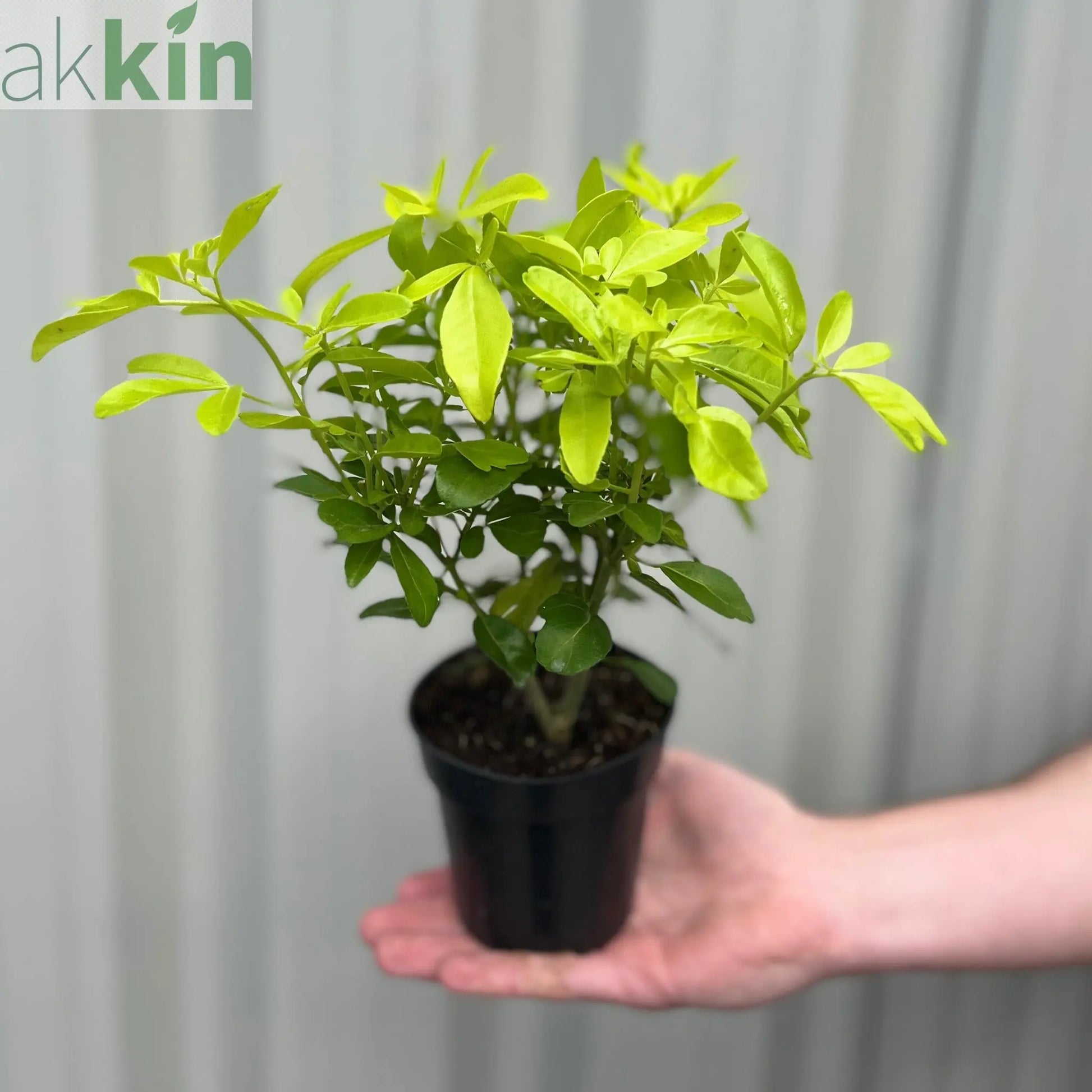 Choisya ternata 'Sundance' 9cm One Click Plants