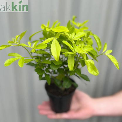 Choisya ternata 'Sundance' 9cm One Click Plants