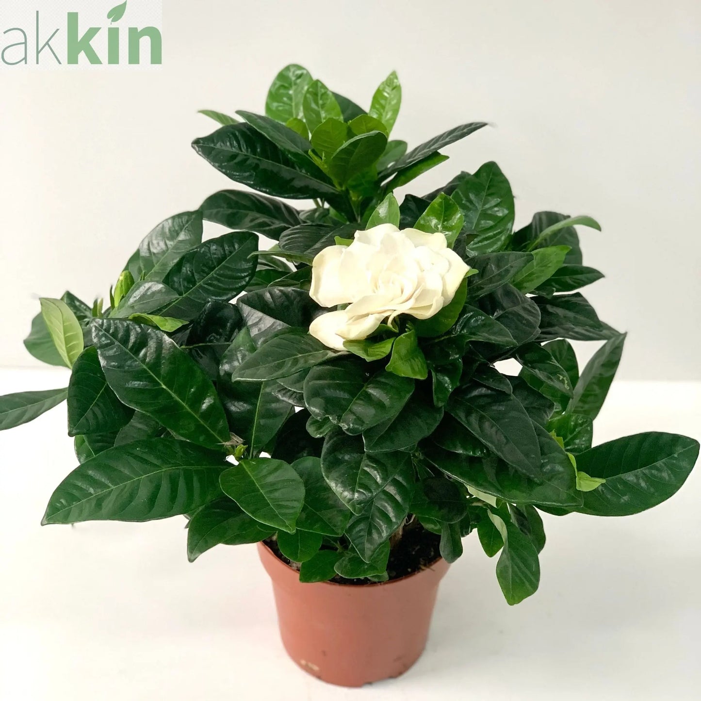 Gardenia Jasminoides | 1.5L Growers Pot One Click Plants