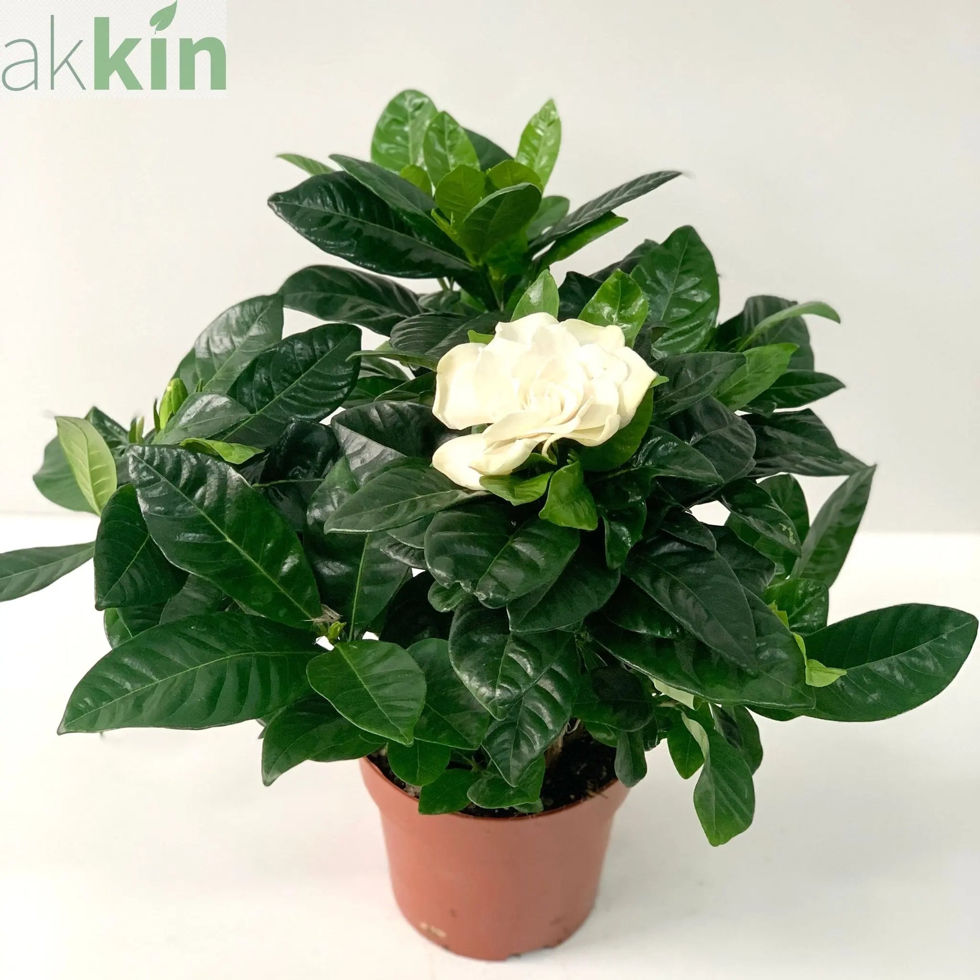 Gardenia Jasminoides | 1.5L Growers Pot One Click Plants