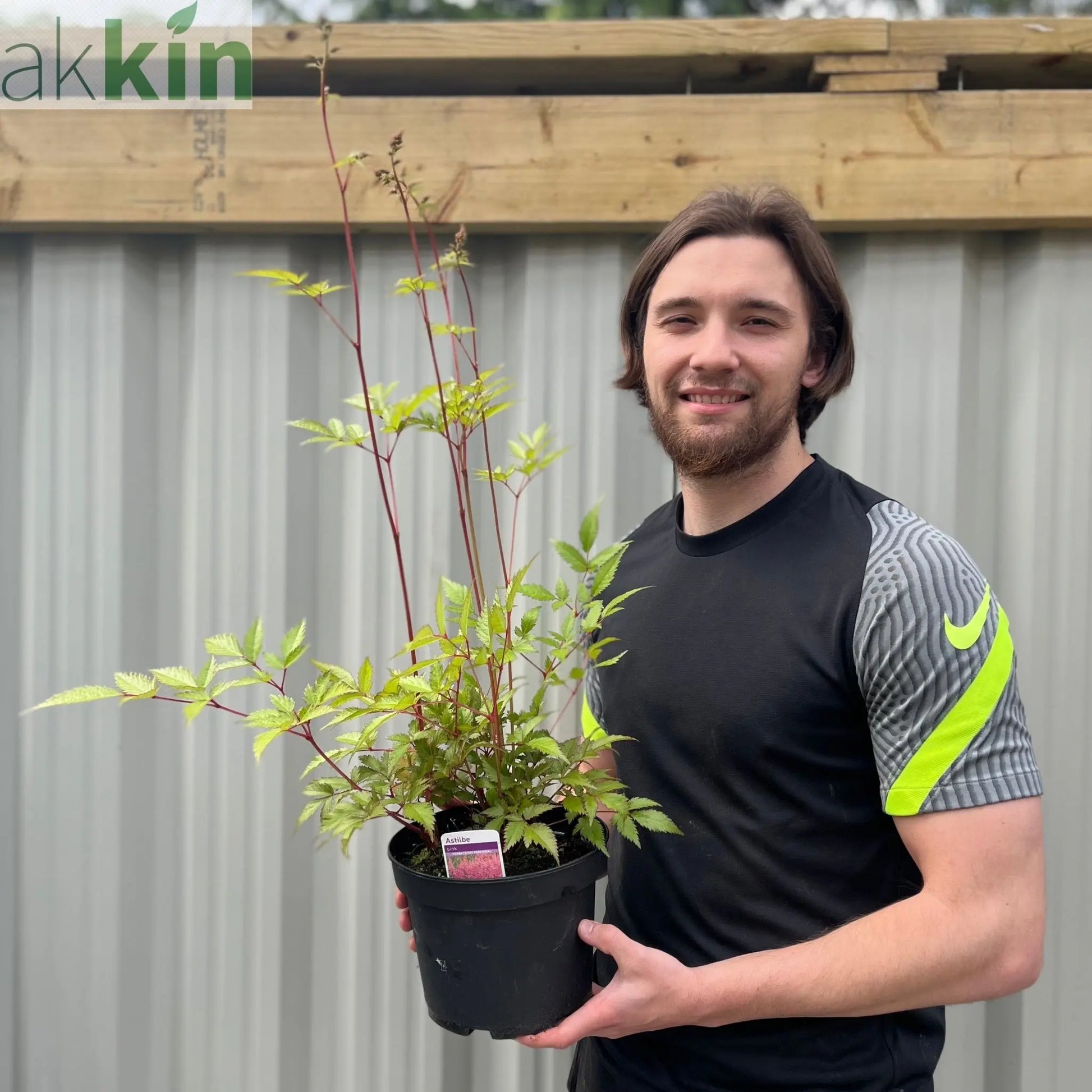 Astilbe Pink 2L One Click Plants