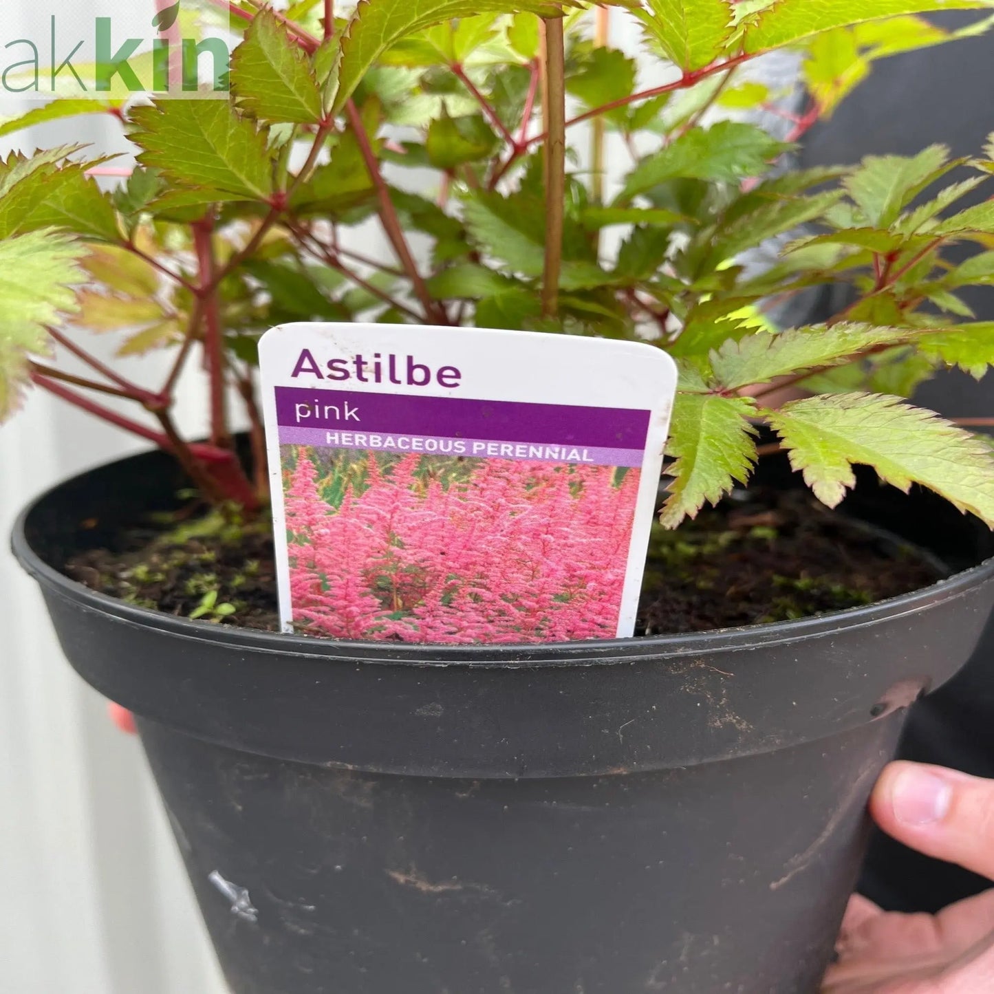 Astilbe Pink 2L One Click Plants