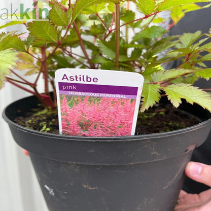 Astilbe Pink 2L One Click Plants