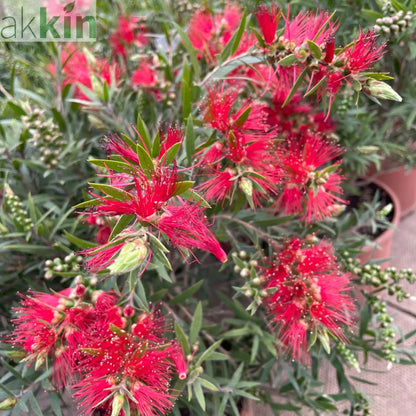 Callistemon citrinus splendens | Bottle Brush Plant | 2L One Click Plants