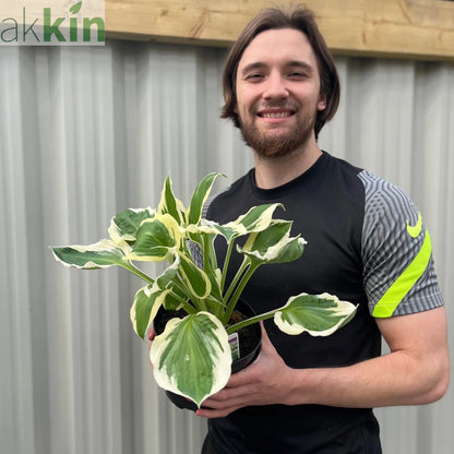 Hosta 'Patriot' 2L One Click Plants