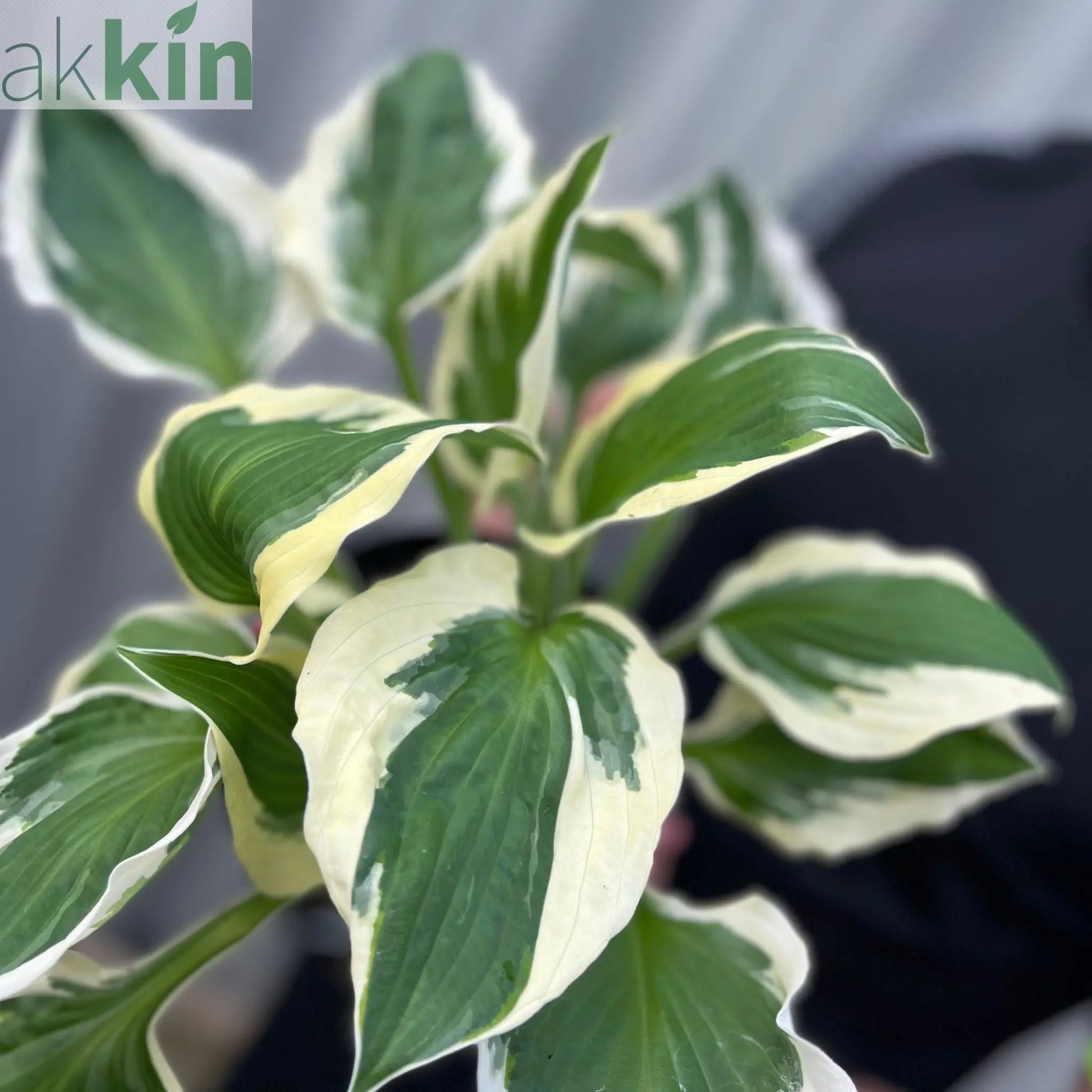 Hosta 'Patriot' 2L One Click Plants