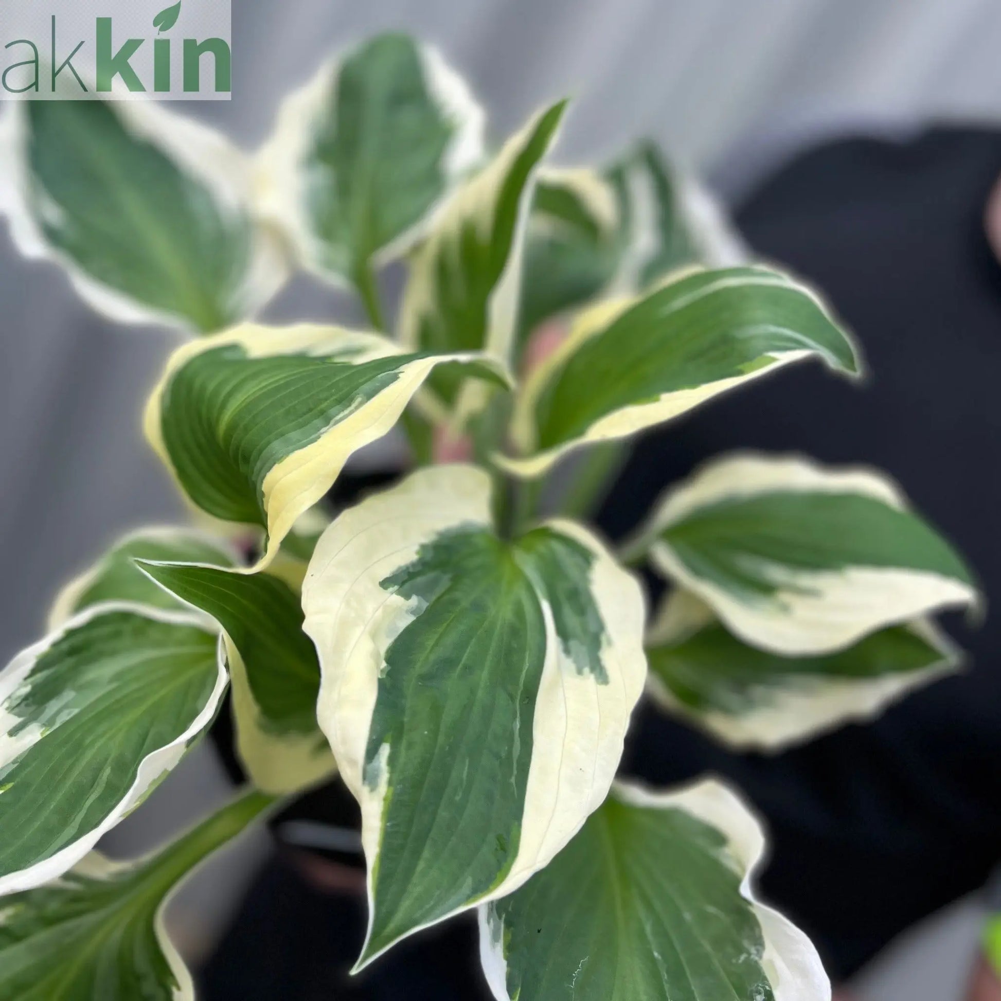 Hosta 'Patriot' 2L One Click Plants