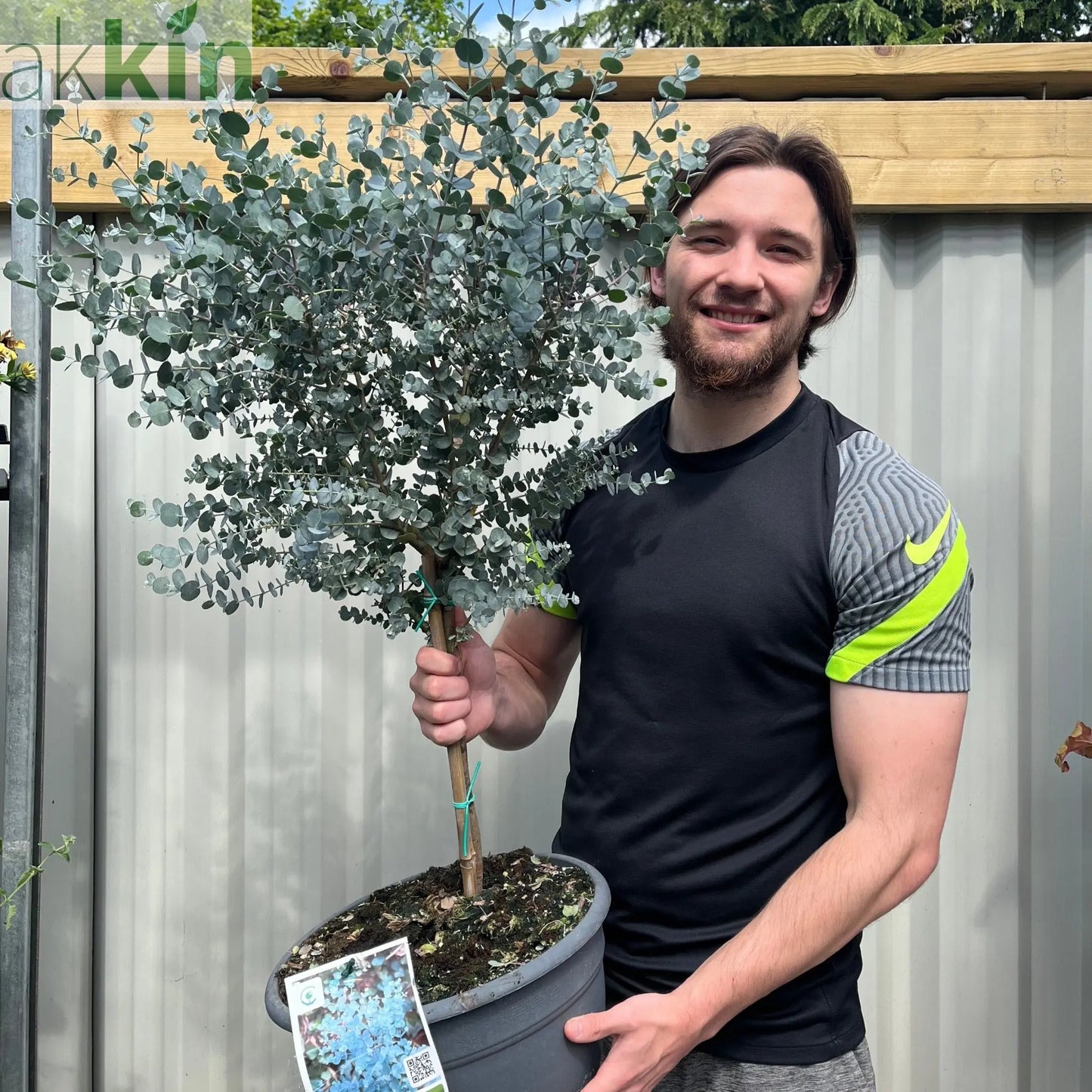 Eucalyptus Tree | Hardy Potted Patio Tree | Eucalyptus Gunnii Azura | 1m One Click Plants