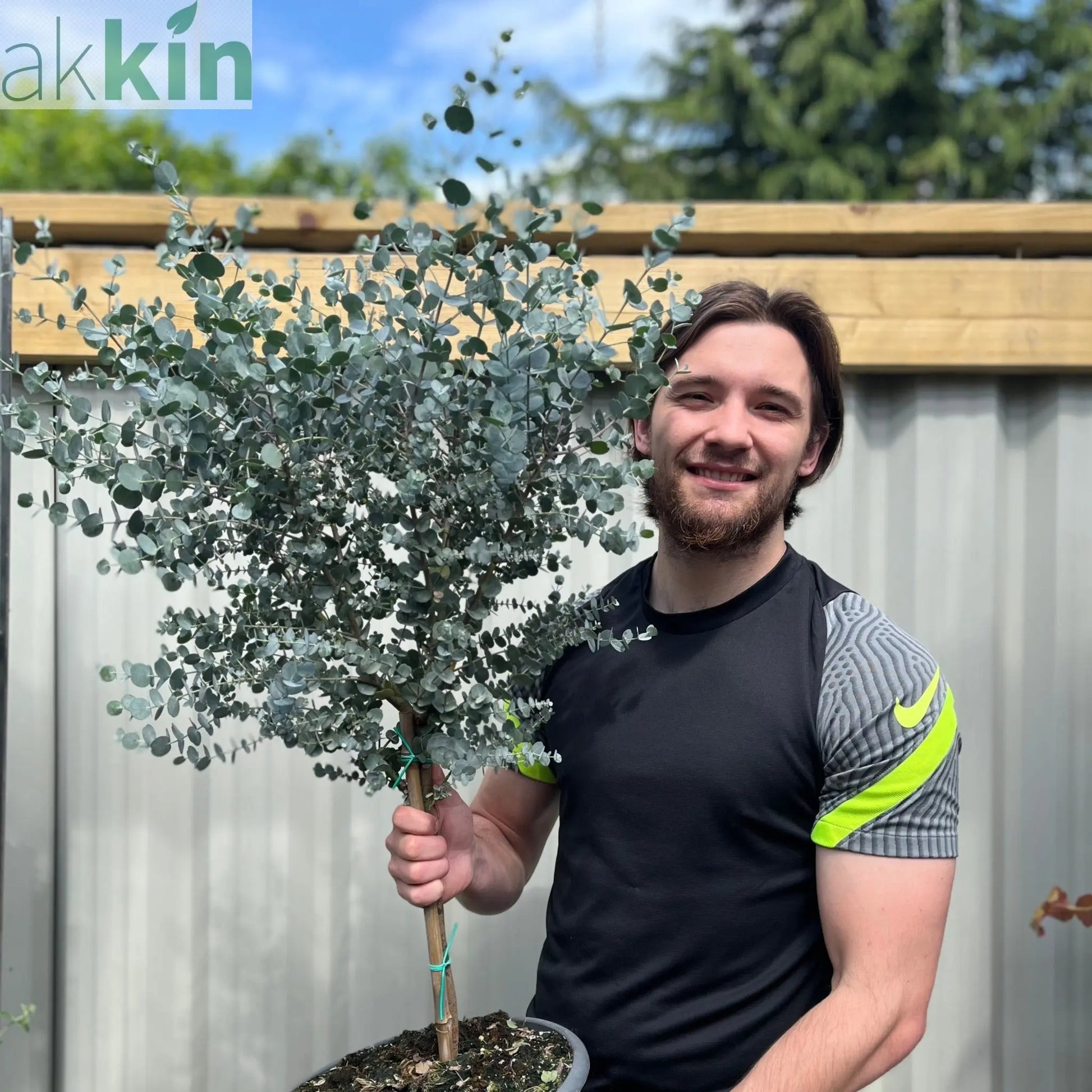 Eucalyptus Tree | Hardy Potted Patio Tree | Eucalyptus Gunnii Azura | 1m One Click Plants