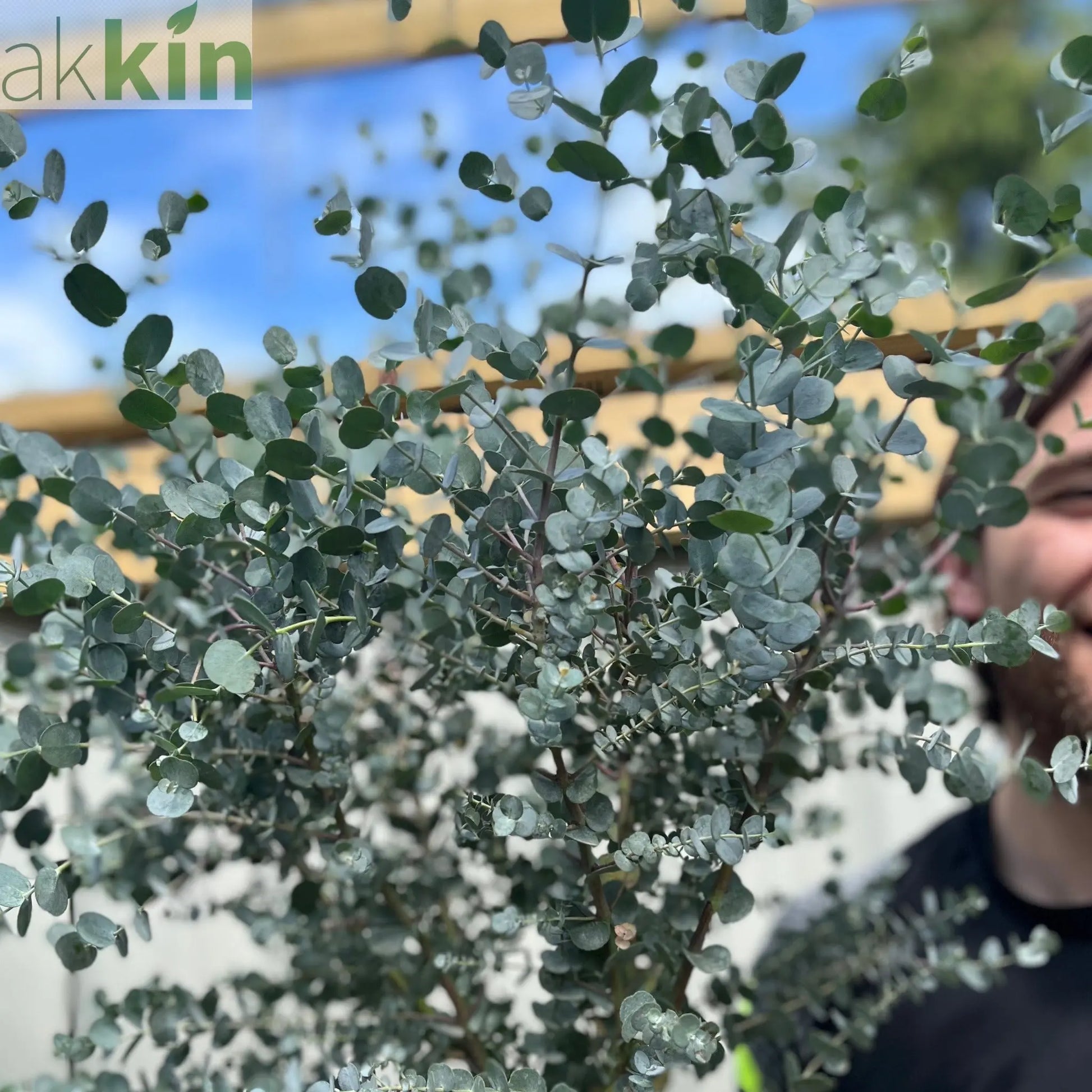 Eucalyptus Tree | Hardy Potted Patio Tree | Eucalyptus Gunnii Azura | 1m One Click Plants