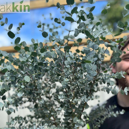 Eucalyptus Tree | Hardy Potted Patio Tree | Eucalyptus Gunnii Azura | 1m One Click Plants