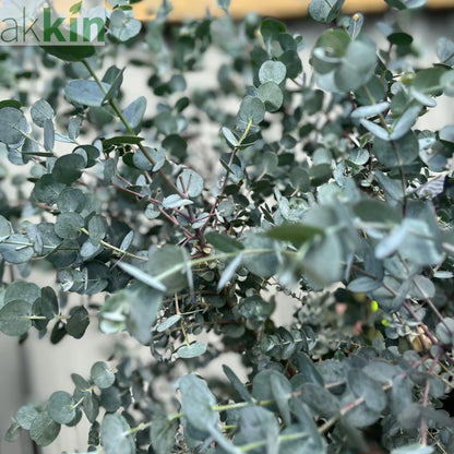 Eucalyptus Tree | Hardy Potted Patio Tree | Eucalyptus Gunnii Azura | 1m One Click Plants