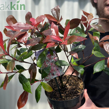Photinia 'Carre Rouge' 9cm/2L One Click Plants