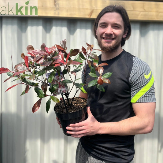 Photinia 'Carre Rouge' 9cm/2L One Click Plants