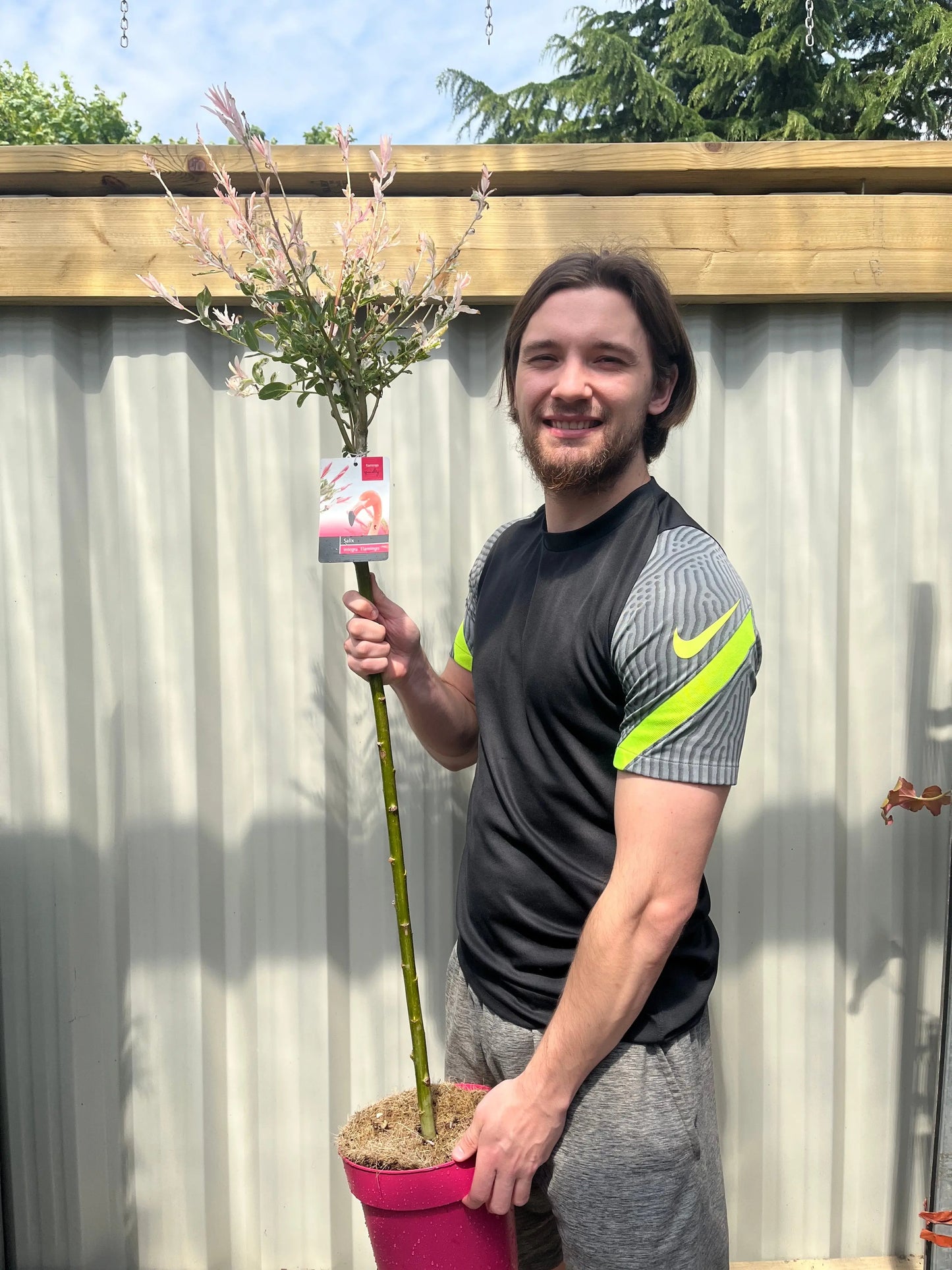 Salix intergra 'Hakuro - Nishiki'  Flamingo Dwarf Willow Tree (multiple sizes available) One Click Plants