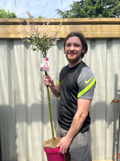 Salix intergra 'Hakuro - Nishiki'  Flamingo Dwarf Willow Tree (multiple sizes available) One Click Plants