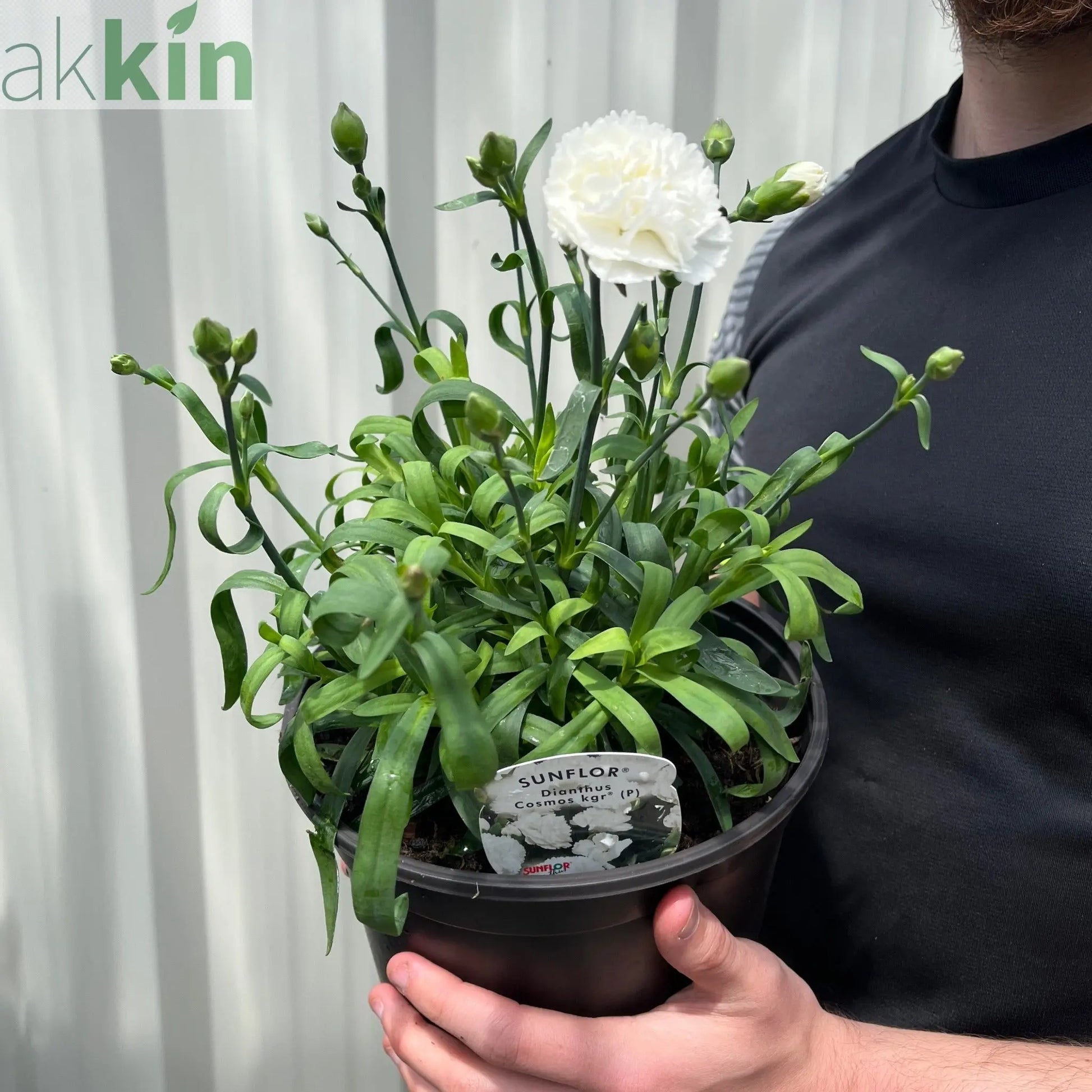 Dianthus (Sunflor Cosmos) | White Dianthus 3L One Click Plants