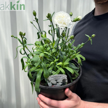 Dianthus (Sunflor Cosmos) | White Dianthus 3L One Click Plants